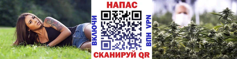 Конопля индика  Старица 